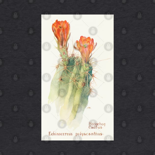 Scarlet hedgehog cactus - Botanical Illustration by chimakingthings